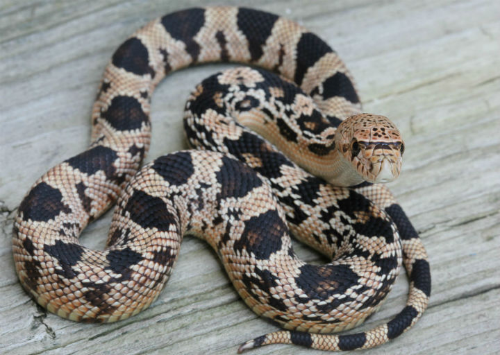 Northern Pine Snake